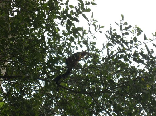 Das größte Eichhörnchen der Reise.