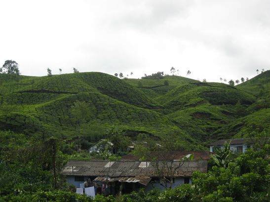 Teeplantage + Unterkünfte.