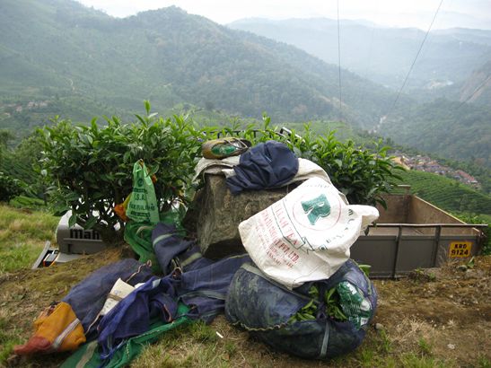 Eine Zwischenstatin der Teereise von der Plantage in die Tasse.