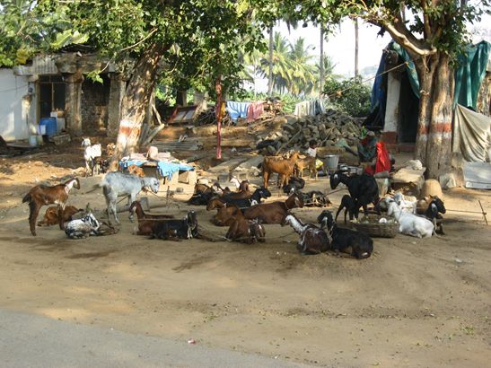 Ziegenversammlung am Bazaar.
Up next: Gokarna und ein Kurzausflug nach Goa.