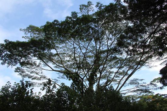 "Jurassic Park Baum"