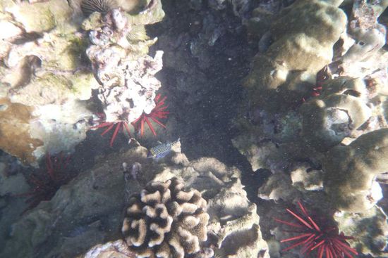 ein blauer Fisch, schwer zu erkennen