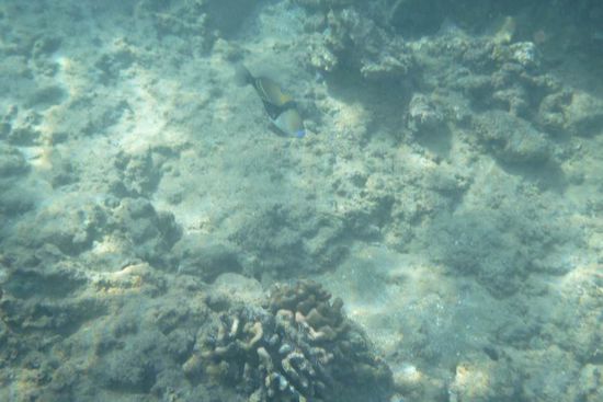 Ein bunter Fisch, mit Kussmund  Zumindest sieht es für mich so aus 