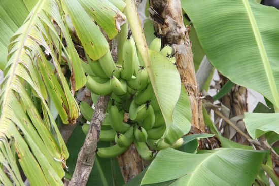 Direkt vor unserem Bure: Bananen! Und soooo lecker!!!