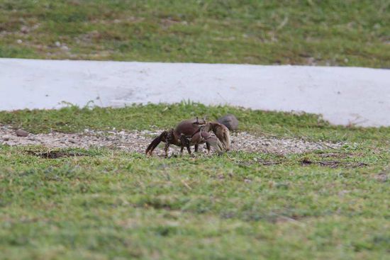 ein "kleiner" Inselbewohner
