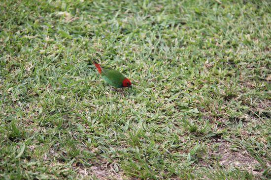 Die Vögel sind hier auch so hübsch, die Farben...
