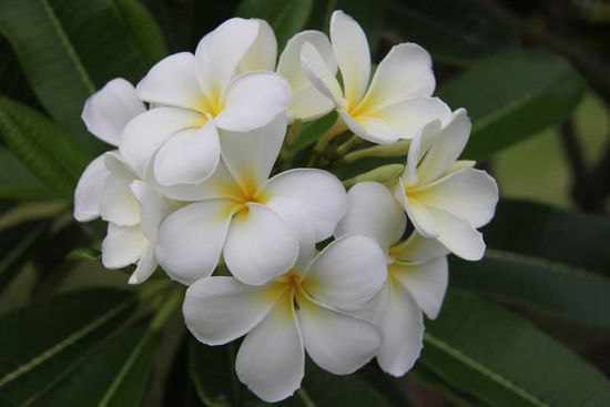 kann mich nicht an den Blumen satt sehen