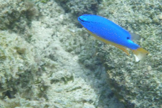 blaue Fische in der blauen Lagune