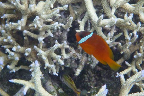 entfernter Verwandter von Nemo 