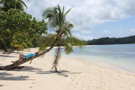 zugenommen? Palme hängt durch! 