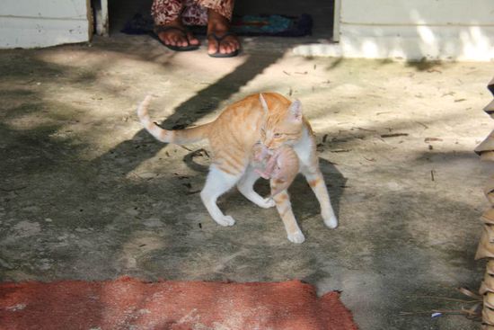 Die Resortkatze, mit einer der drei Babykatzen