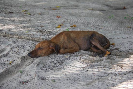 Cujo, einer der Resorthunde