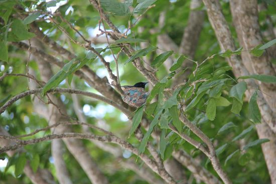 Das kleinste Nest was ich je gesehen habe. Der Vogel passt ja kaum drauf...