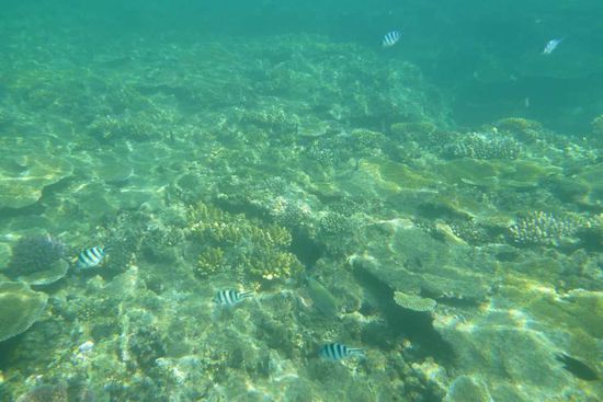 kleine schwimmende "Zebras" 