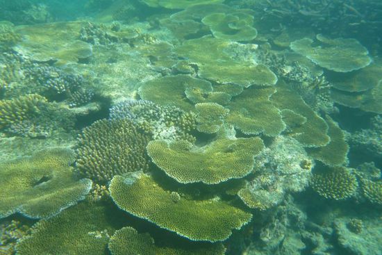 das nenne ich mal intakte Korallen...