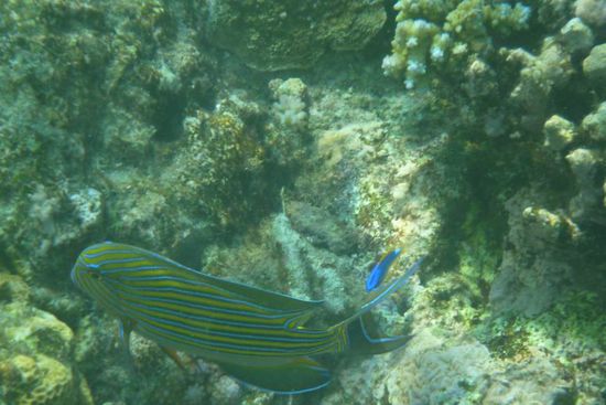 bin begeistert von den Farben der Fische...