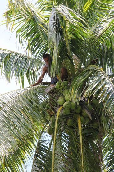 und trat die Kokosnüsse von oben runter...