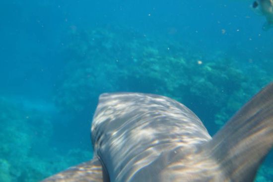 sie schwammen ganz dicht an einem vorbei