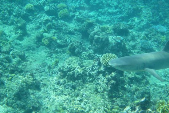 sie sehen ja schon ein wenig fies aus...