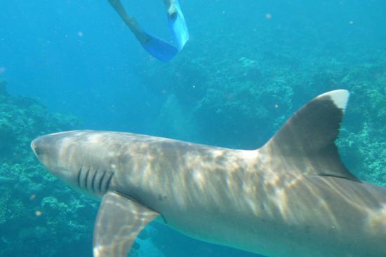 Weißspitzenriffhai