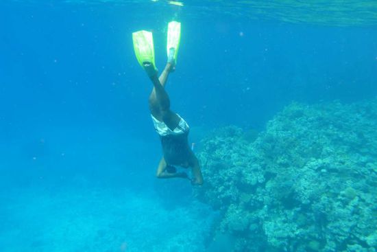 Die Haie werden vorher mit Fischen angelockt... Einer vom Resort beim Sperrfischen