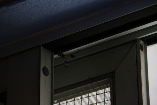 komische Tiere haben sie hier, sieht aus wie eine Mutanten Ameise