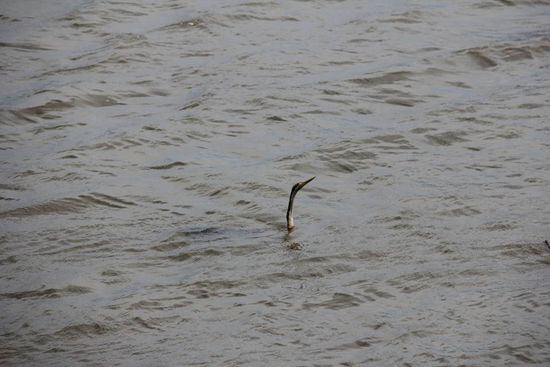 Ein "Unterwasser" Schwan 