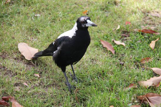 Ein Vogel, weiß noch nicht welcher! 