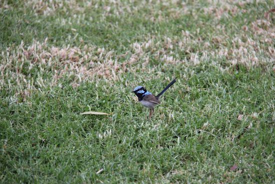 kleiner blauer Vogel