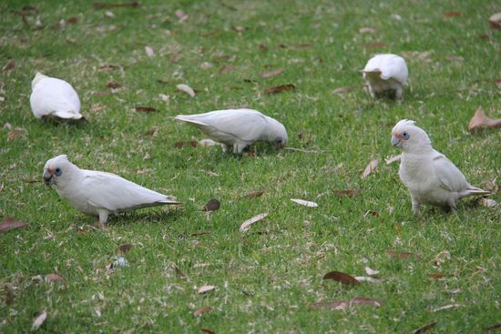 auch Kakadus?! Oder Papageien?!