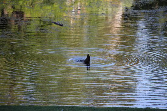 ... Schwänzchen in die Höh...