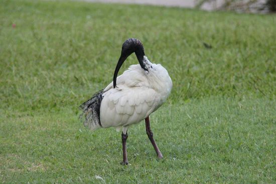 Vogel im Botanischen Garten