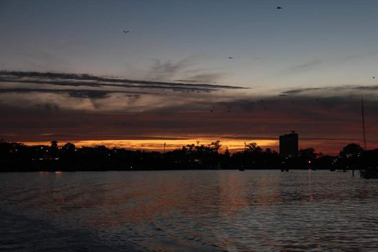 Die "Vögel" sind Fledermäuse!