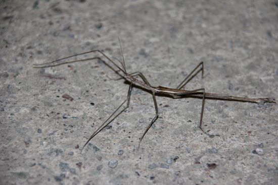 sieht aus wie ein vertrockneter Ast...