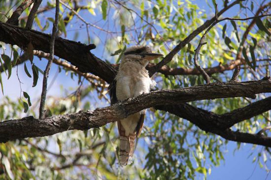 Ein Frühaufsteher...