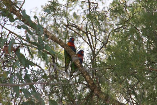 bunte Papageien, oder auch "Lorikeeten"