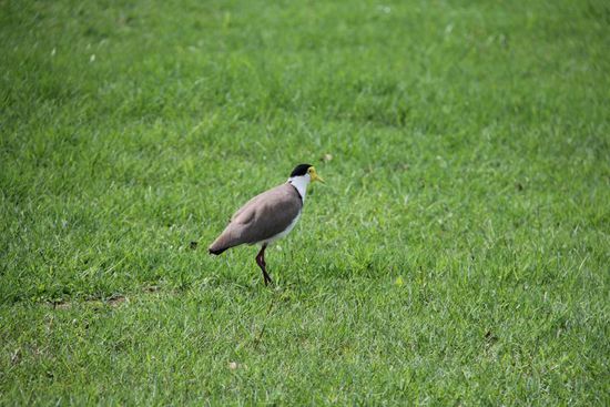 sieht ja ein wenig merkwürdig aus... 