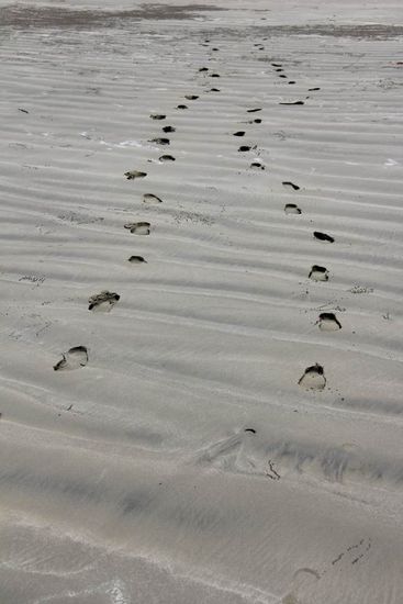 Spuren im Sand...