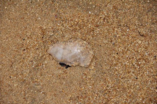 eine Qualle, so klein und so ne Wirkung auf andere...