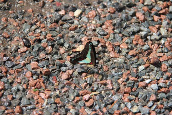 bunter Schmetterling