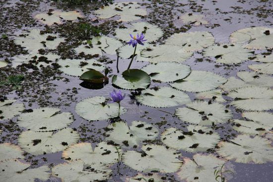 blaue Seerosen, kannte ich bis dahin noch nicht