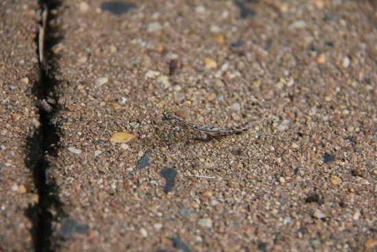 was auch immer das ist...