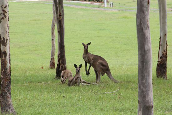 Eine Känguru Familie