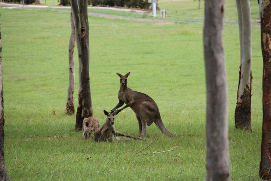 da wird Mutti alamiert...