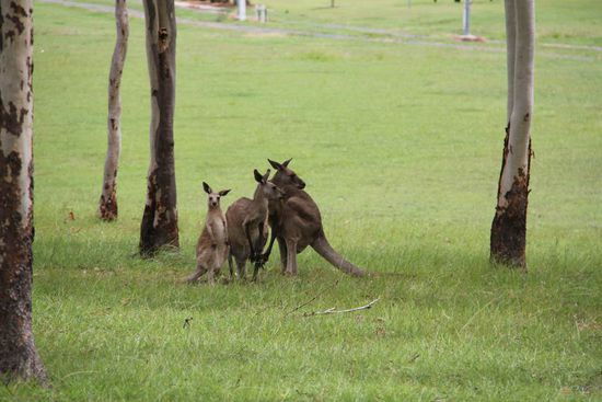 putzig der Kleine, Mama und Papa ganz fixiert auf Marci...