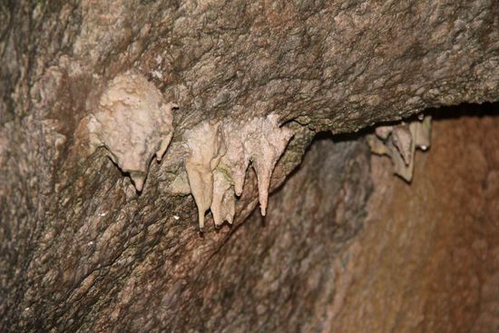 wachsen ganz langsam, pro cm ca. 100 Jahre