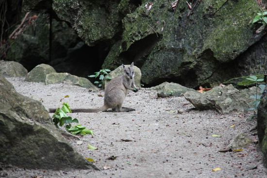 Ein Rock Wallaby "Baby"