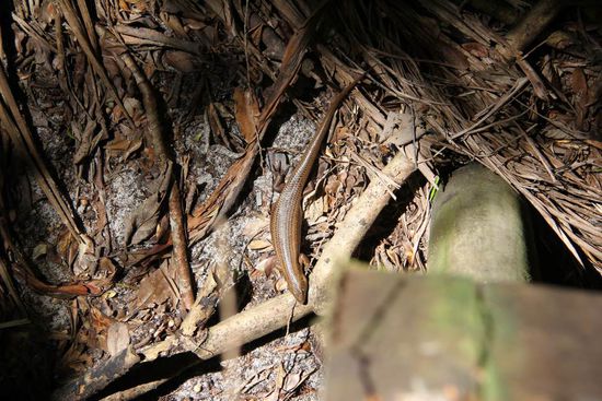 eine Echse, "Brown Lizard"