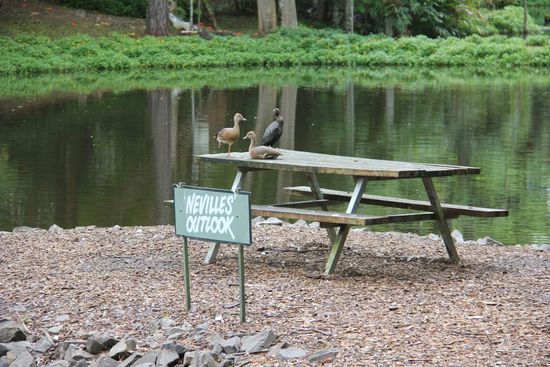 das dachten sich die Enten wohl auch...