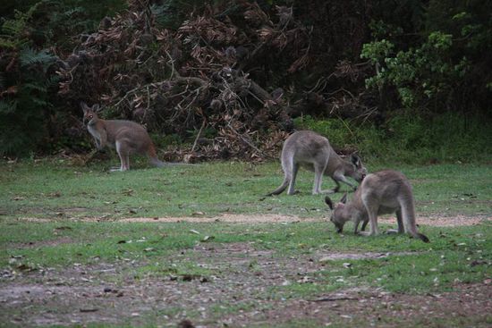 Kängurus auf dem Campingplatz